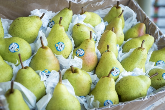 Bartlett Pears Grown in America