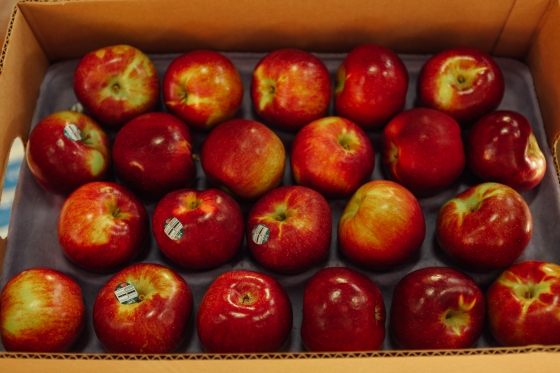 Macoun Red Apples