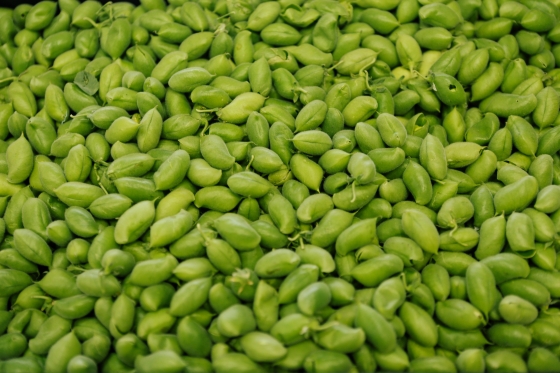 Green Garbanzo Beans