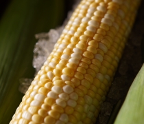 Sweet Corn On The Cob