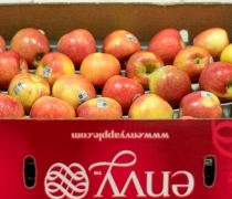 Envy, Apples, fruit, shasta, produce, farming, agriculture, horticulture, healthy, organic, lifestyle, food, wholesale, mercy