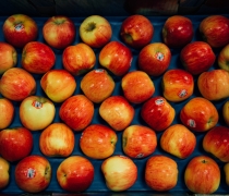Autumn Glory Apples displayed in their case