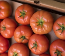 Organic Beefsteak Tomatoes