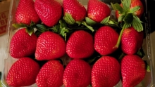 The Market Review - Long-Stem Strawberries & Muscat Grapes