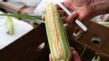 The Market Review - Uesugi Farms Corn